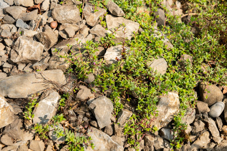 Zurich, Switzerland, August 6, 2025 Thymus Serpyllum or creeping thyme plant at the botanical garden
