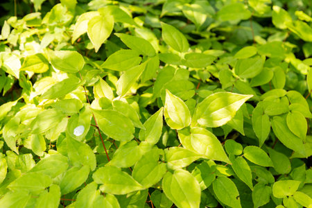 Zurich, Switzerland, August 6, 2025 Epimedium Grandiflorum plant at the botanical garden
