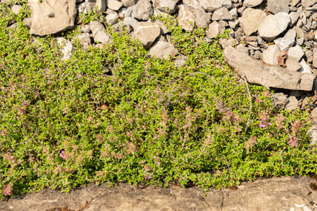 Zurich, Switzerland, August 6, 2025 Thymus Serpyllum or creeping thyme plant at the botanical garden