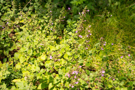 Zurich, Switzerland, August 6, 2025 Clinopodium Menthifolium or wood calamint plant at the botanical...