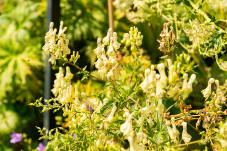 Zurich, Switzerland, August 6, 2025 Aconitum X Platanifolium plant at the botanical garden
