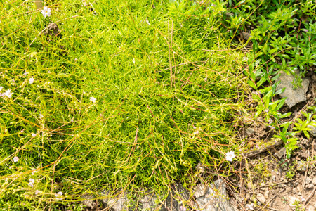 Zurich, Switzerland, August 6, 2025 Gypsophila Tenuifolia plant at the botanical garden