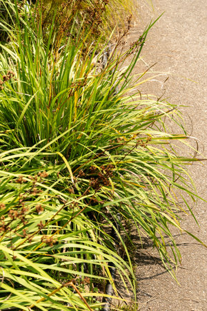 Zurich, Switzerland, August 6, 2025 Libertia Ixioides or mikoikoi plant at the botanical garden