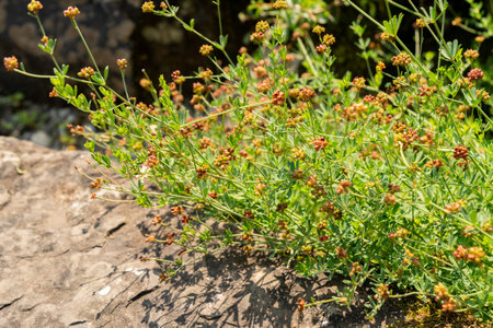 Zurich, Switzerland, August 6, 2025 Dorycnium Herbaceum plant at the botanical garden