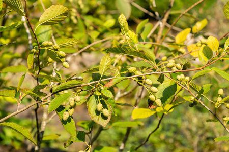 Zurich, Switzerland, August 6, 2025 Alnus Viridis or green alder plant at the botanical garden