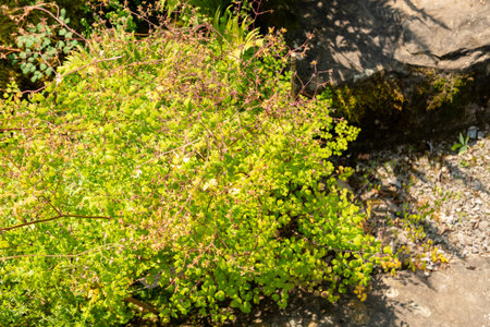 Zurich, Switzerland, August 6, 2025 Thalictrum Minus or lesser meadow rue plant at the botanical...