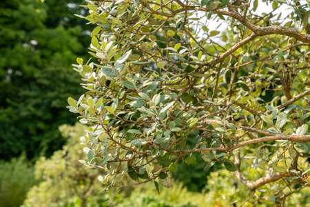 Zurich, Switzerland, August 6, 2025 Acca Sellowiana or feijoa plant at the botanical garden