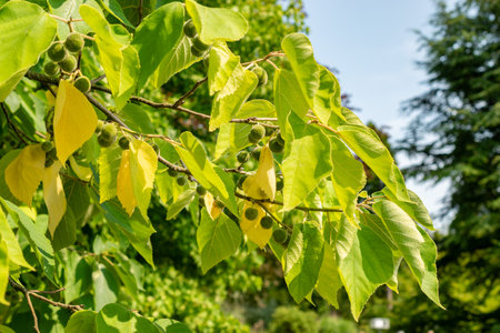 Zurich, Switzerland, August 6, 2025 Broussonetia Papyrifera or paper mulberry plant at the botanical...