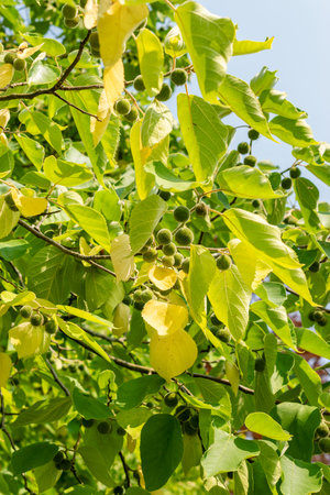 Zurich, Switzerland, August 6, 2025 Broussonetia Papyrifera or paper mulberry plant at the botanical...
