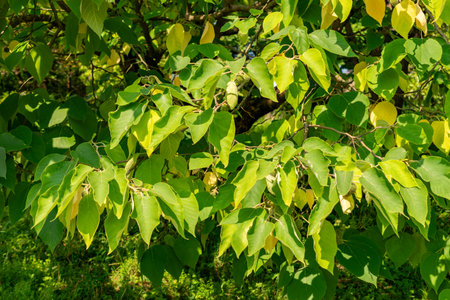 Zurich, Switzerland, August 6, 2025 Broussonetia Papyrifera or paper mulberry plant at the botanical...