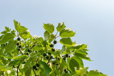 Zurich, Switzerland, August 6, 2025 Broussonetia Papyrifera or paper mulberry plant at the botanical...