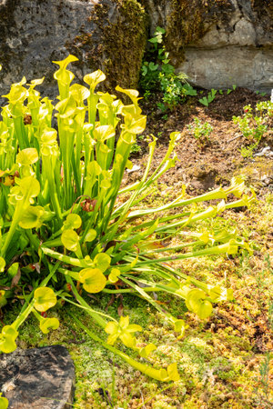Zurich, Switzerland, August 6, 2025 Sarracenia Flava or yellow pitcherplant at the botanical garden