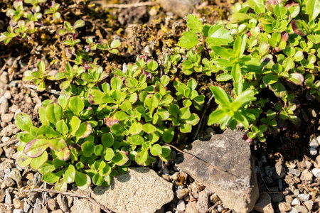 Saint Gallen, Switzerland, August 18, 2025 Gypsophila Cerastioides or chickweed baby breath plant at...