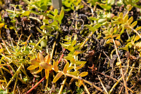 Saint Gallen, Switzerland, August 18, 2025 Rhodiola Rosea or golden root plant at the botanical...