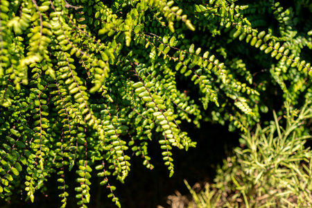 Saint Gallen, Switzerland, August 18, 2025 Asplenium Trichomanes or maidenhair spleenwort plant at...