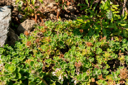 Saint Gallen, Switzerland, August 18, 2025 Teucrium Pyrenaicum or pyrenean germander plant at the...