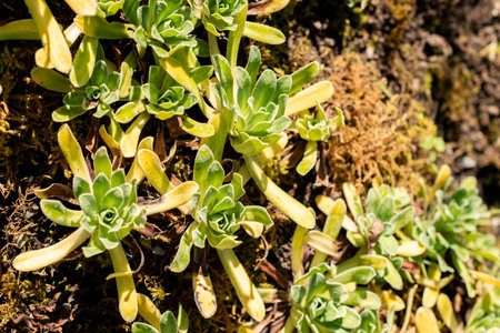 Saint Gallen, Switzerland, August 18, 2025 Saxifraga Hostii plant at the botanical garden