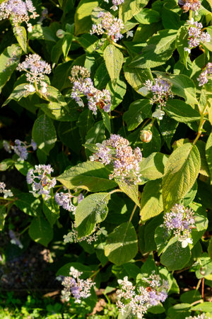Saint Gallen, Switzerland, August 18, 2025 Hydrangea Involucrata plant at the botanical garden