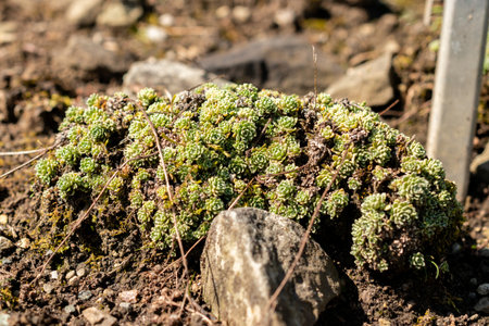 Saint Gallen, Switzerland, August 18, 2025 Saxifraga Paniculata Minutifolia or alpine saxifrage...