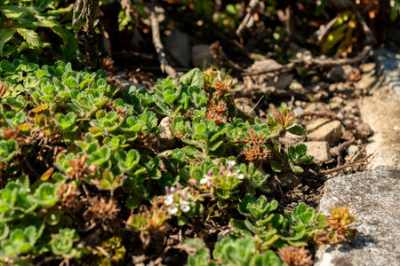 Saint Gallen, Switzerland, August 18, 2025 Teucrium Pyrenaicum or pyrenean germander plant at the botanical gardenの写真素材