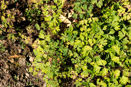 Saint Gallen, Switzerland, August 18, 2025 Semiaquilegia Ecalcarata or spurless columbine plant at...