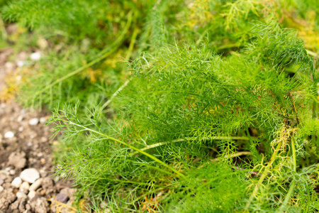 Saint Gallen, Switzerland, September 1, 2025 Tripleurospermum Caucasicum plant at the botanical...