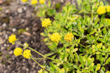 Saint Gallen, Switzerland, September 1, 2025 Eriogonum Flavum plant at the botanical garden