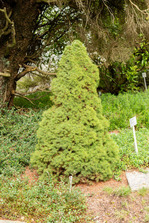Saint Gallen, Switzerland, September 1, 2025 Picea Glauca Conica or white spruce plant at the...