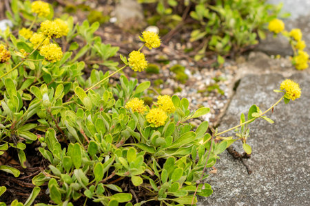 Saint Gallen, Switzerland, September 1, 2025 Eriogonum Flavum plant at the botanical garden
