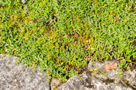 Saint Gallen, Switzerland, September 1, 2025 Veronica Allionii plant at the botanical garden