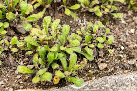 Saint Gallen, Switzerland, September 1, 2025 Myosotis Australis plant at the botanical garden