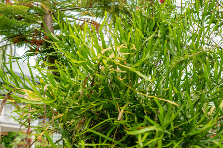 Saint Gallen, Switzerland, September 1, 2025 Homalocladium Platycladium or centipede plant at the...