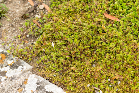 Saint Gallen, Switzerland, September 1, 2025 Leptinella Squalida plant at the botanical garden