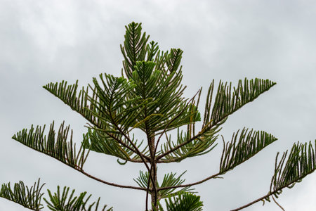 Saint Gallen, Switzerland, September 1, 2025 Araucaria Heterophylla or norfolk island pine plant at...