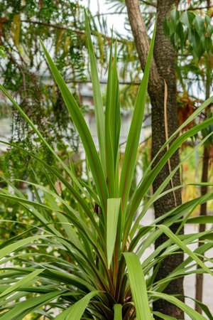 Saint Gallen, Switzerland, September 1, 2025 Cordyline Australis or cabbage tree at the botanical gardenの写真素材