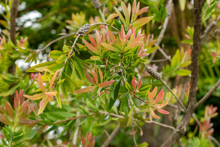 Saint Gallen, Switzerland, September 1, 2025 Callistemon Speciosum plant at the botanical garden