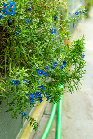 Saint Gallen, Switzerland, September 1, 2025 Anagalis Monelli or blue pimpernel plant at the...
