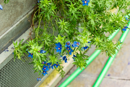 Saint Gallen, Switzerland, September 1, 2025 Anagalis Monelli or blue pimpernel plant at the...