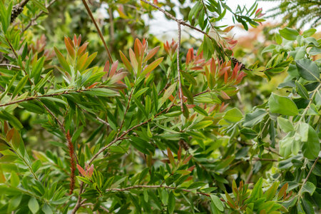 Saint Gallen, Switzerland, September 1, 2025 Callistemon Speciosum plant at the botanical garden