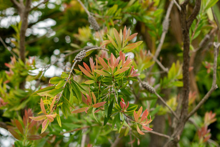 Saint Gallen, Switzerland, September 1, 2025 Callistemon Speciosum plant at the botanical garden