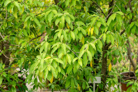 Saint Gallen, Switzerland, September 1, 2025 Cornus Capitata or himalayan flowering dogwood plant at the botanical gardenの写真素材
