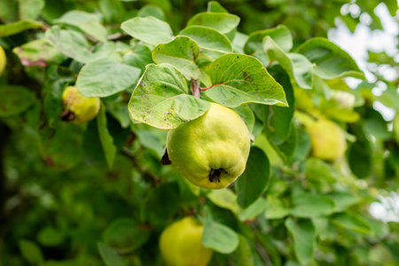 Saint Gallen, Switzerland, September 1, 2025 Cydonia Oblonga or quince plant at the botanical gardenの写真素材