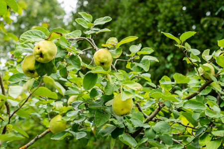 Saint Gallen, Switzerland, September 1, 2025 Cydonia Oblonga or quince plant at the botanical gardenの写真素材