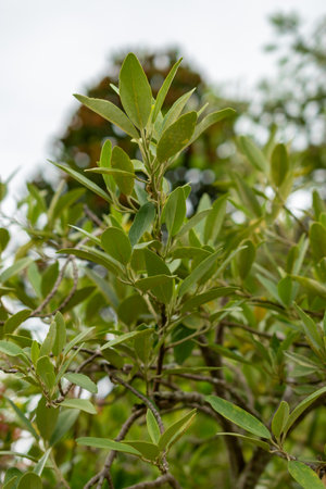 Saint Gallen, Switzerland, September 1, 2025 Lagunaria Patersonia or pyramid tree at the botanical...