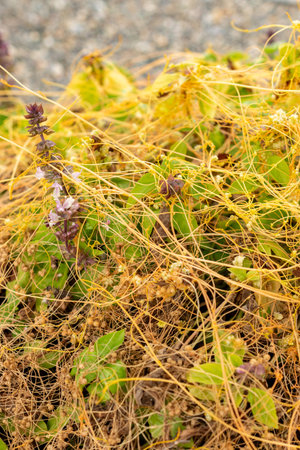 Saint Gallen, Switzerland, September 1, 2025 Cuscuta Campestris or field dodder plant at the...