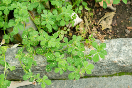 Saint Gallen, Switzerland, September 1, 2025 Lotus Conjugatus ssp Requienii plant at the botanical gardenの写真素材