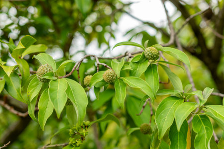 Saint Gallen, Switzerland, September 1, 2025 Cornus Capitata or himalayan flowering dogwood plant at...
