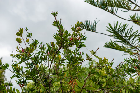 Saint Gallen, Switzerland, September 1, 2025 Callistemon Citrinus or crimson bottlebrush plant at...