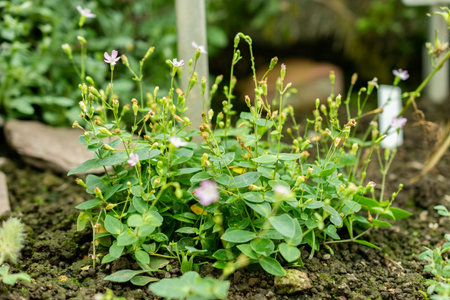 Saint Gallen, Switzerland, September 1, 2025 Petrocoptis Glaucifolia plant at the botanical gardenの写真素材