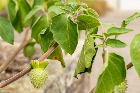 Saint Gallen, Switzerland, September 13, 2025 Datura Innoxia or Pricklyburr plant at the botanical gardenの写真素材